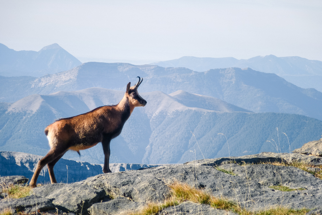 Rupicapra pyrenaica.
Endémique des Pyrénées, l’isard se distingue du chamois par son poids (il est légèrement plus lourd), ses cornes au crochet plus ouvert et sa grâce bien supérieure (c’est un Pyrénéen qui me l’a dit). Absent des Alpes, on retrouve une sousespèce dans les Apennins.
Photo : Anna Mollard