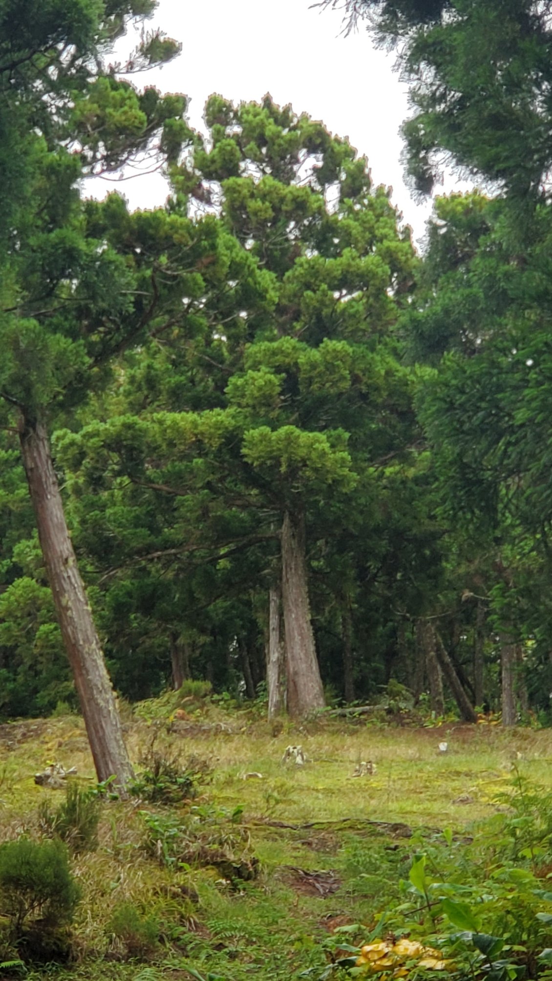 traversée d'une magnifique forêt de cryptomérias ( cèdres du japon).
