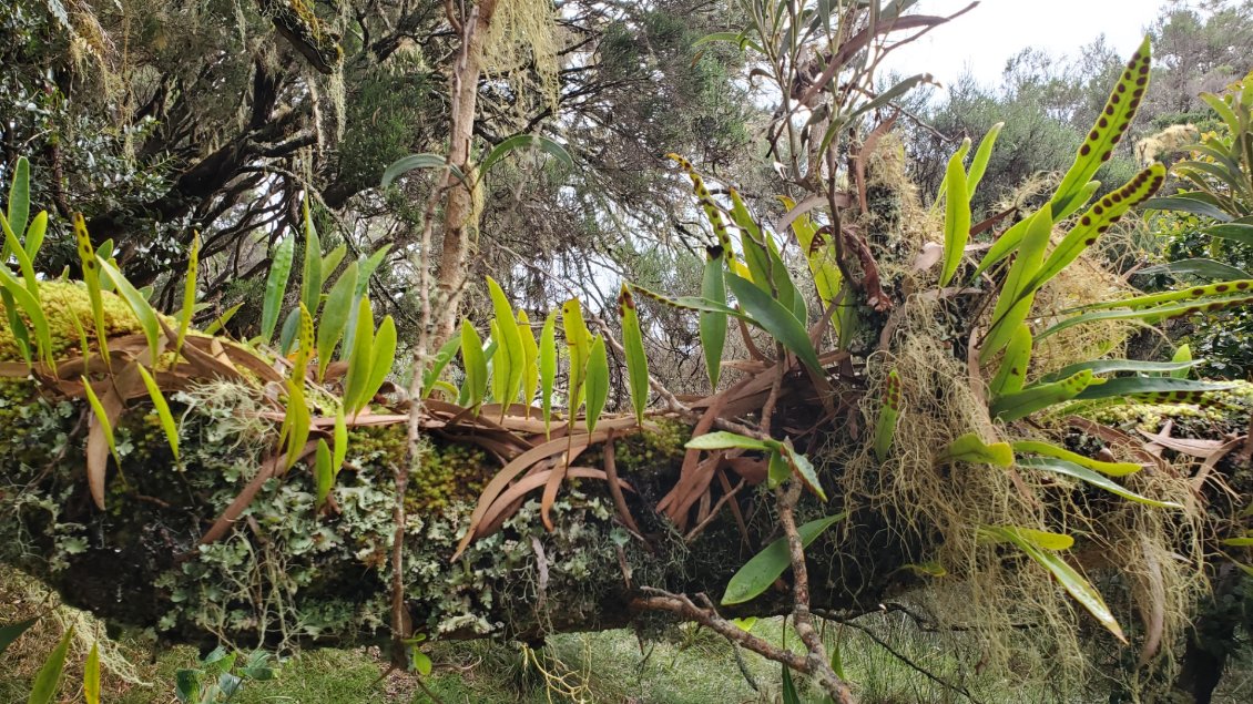 une des dernière forêt primaire de la Réunion.