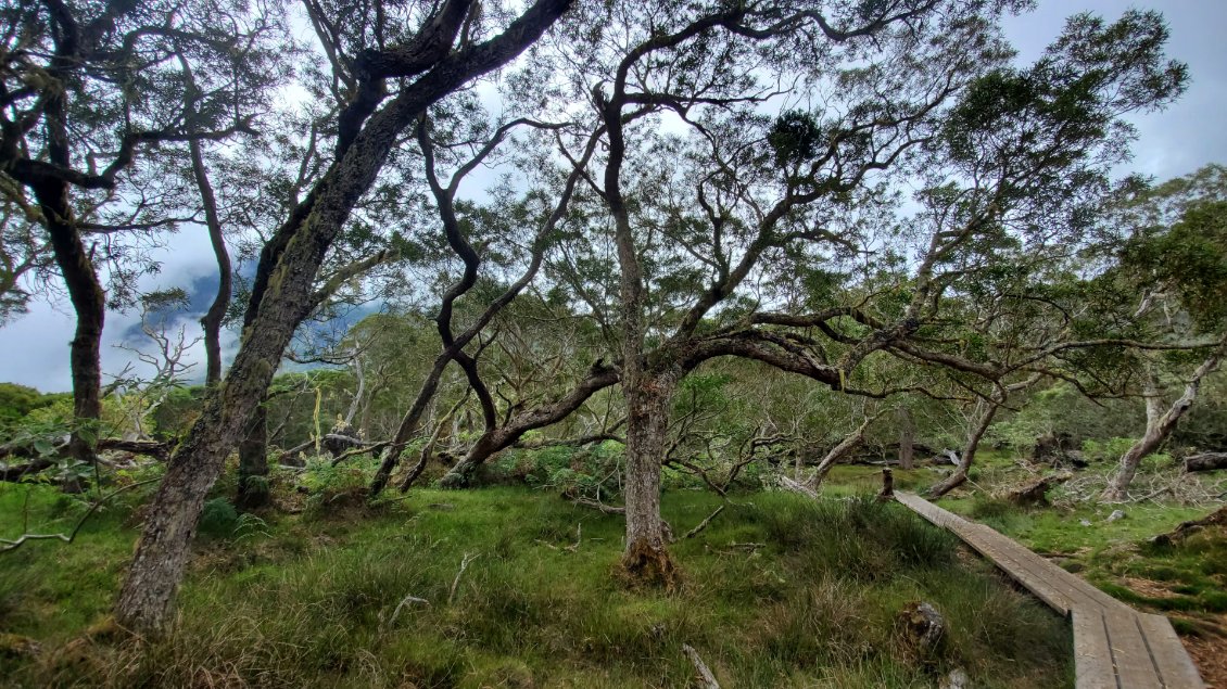 la plaine des tamarins dans le cirque de Cilaos une ambiance féerique