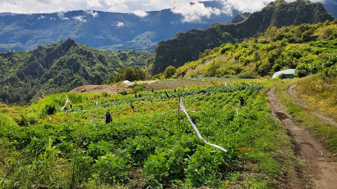 1èeres vraies cultures dans le cirque de Salazie: choux ,haricots