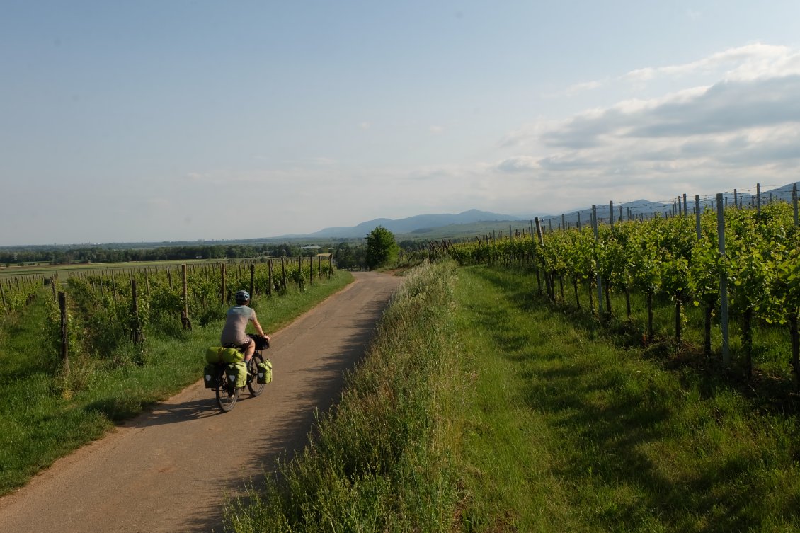 Cover of Vosges - Alsace, vignes ou ballons ?