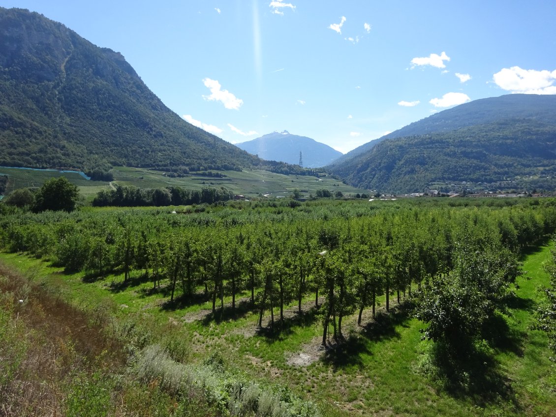L'arboriculture dans le Valais.