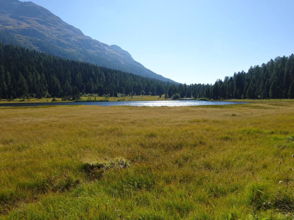 Magnifique zone humide près de Saint-Moritz.