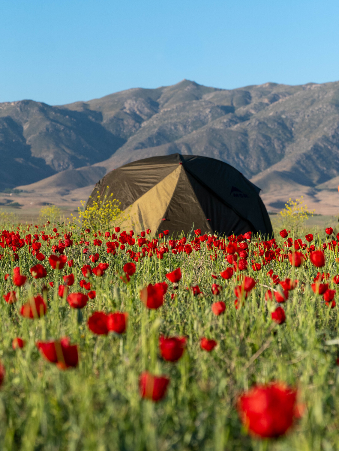 Emeric Lasnier.
Un bivouac dans les coquelicots en Ouzbekistan.