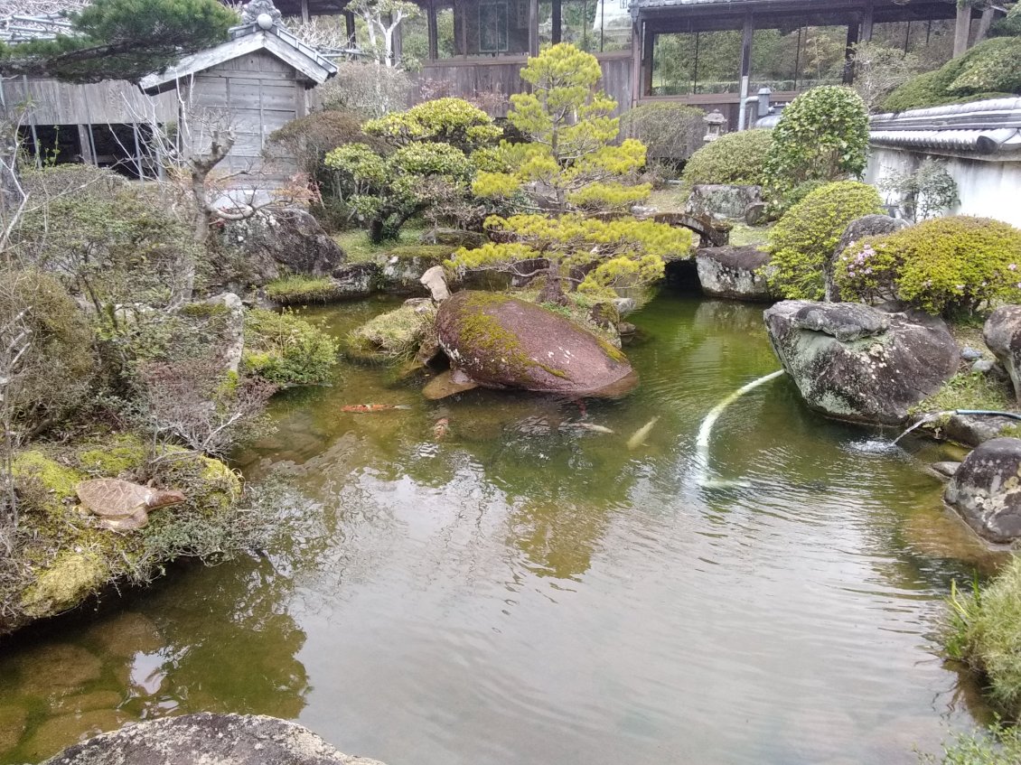 Le bassin des tortues au temple 39.