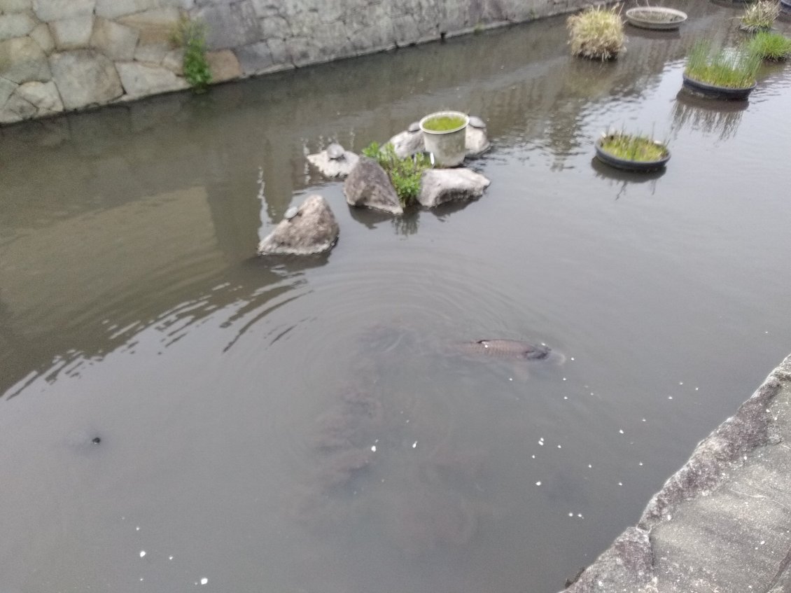 Et là, tu les vois les tortues et les cylures?!