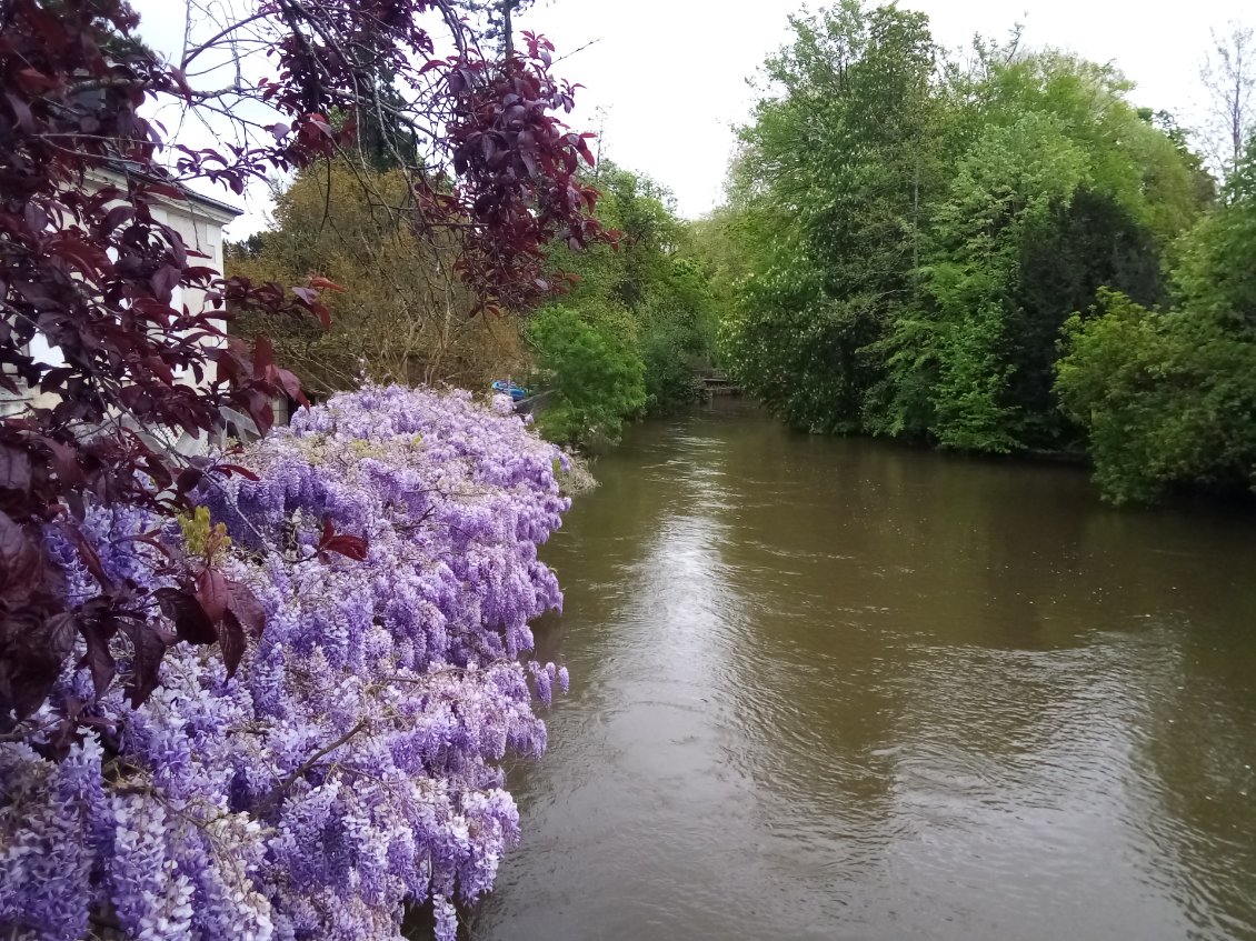 Glycine s/ Indre.