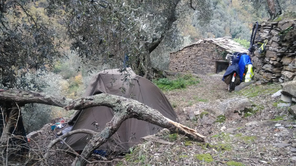 Bivouac dans une superbe oliveraie.