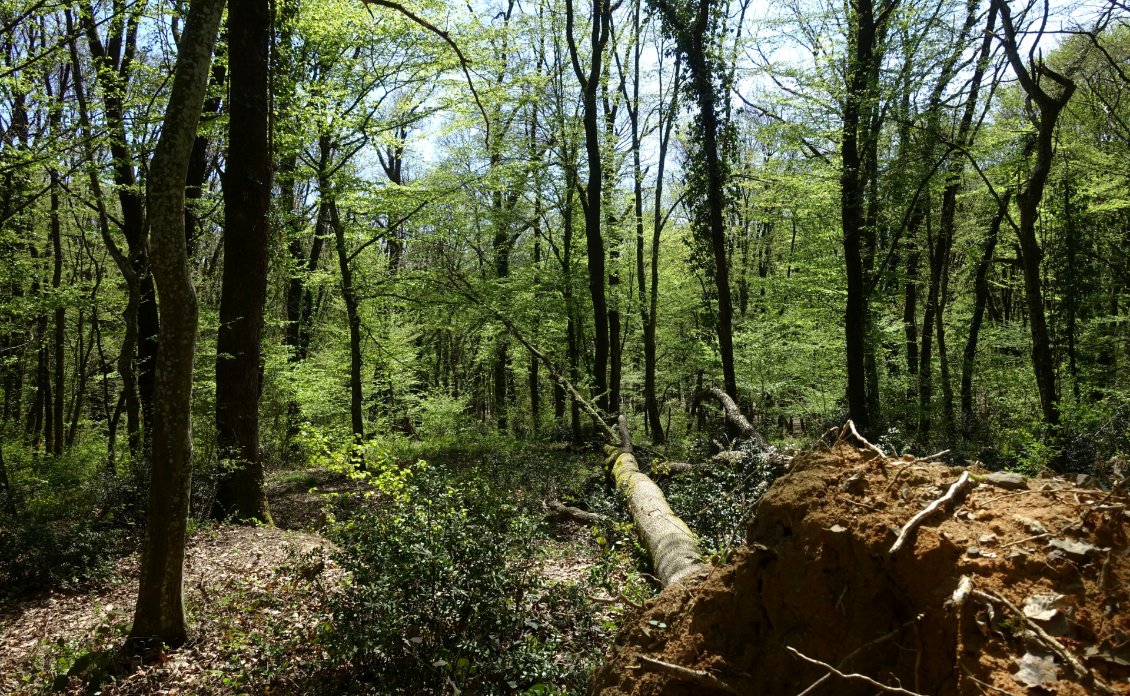 Forêt de Belgrade, en périphérie d'Istanbul. Ça y sst, les arbres sortent leurs premières feuilles.