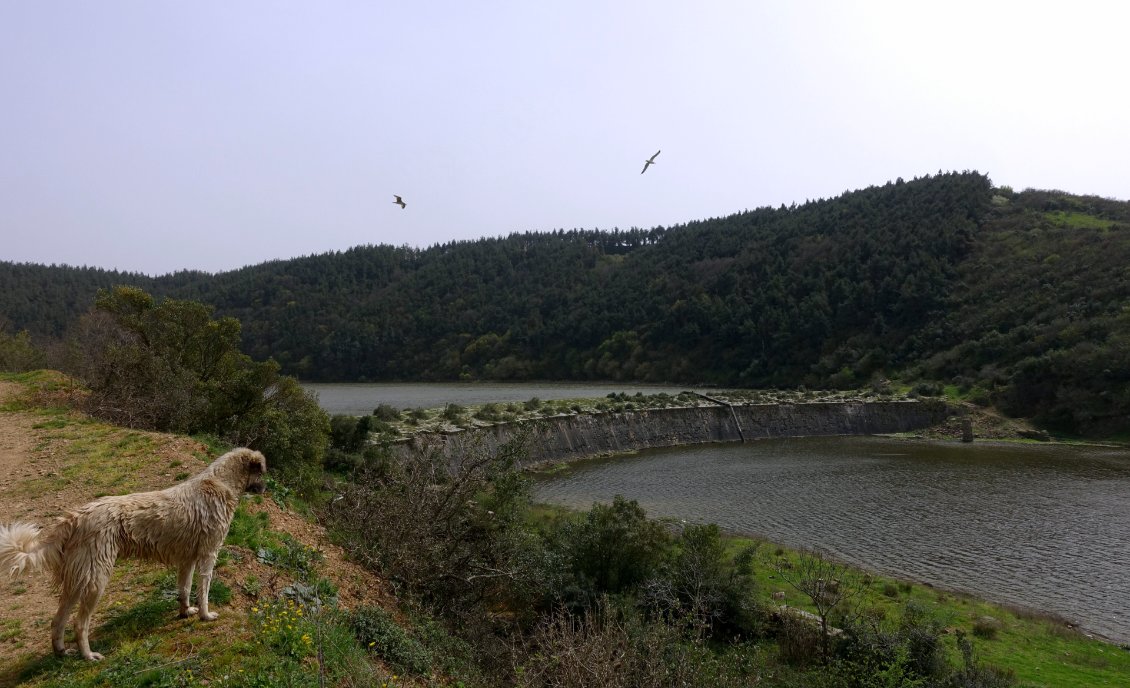 Oytun m'emmène marcher sur ce barrage ottoman, toujours utilisé pour alimenter Istanbul en eau (non potable). Les chiens errants nous font toujours compagnie.