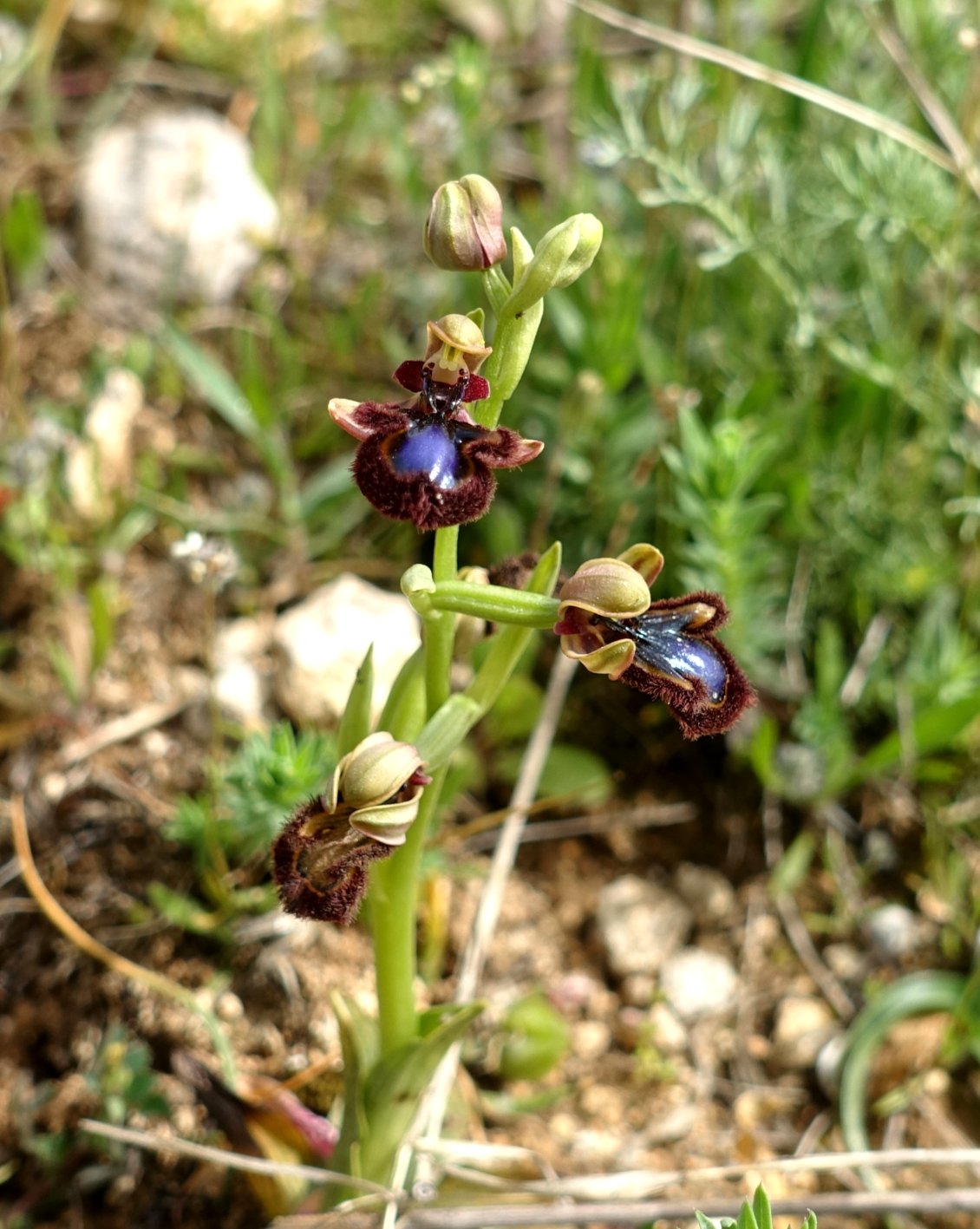 Orphys miroir, une orchidée qui se prend pour une abeille.