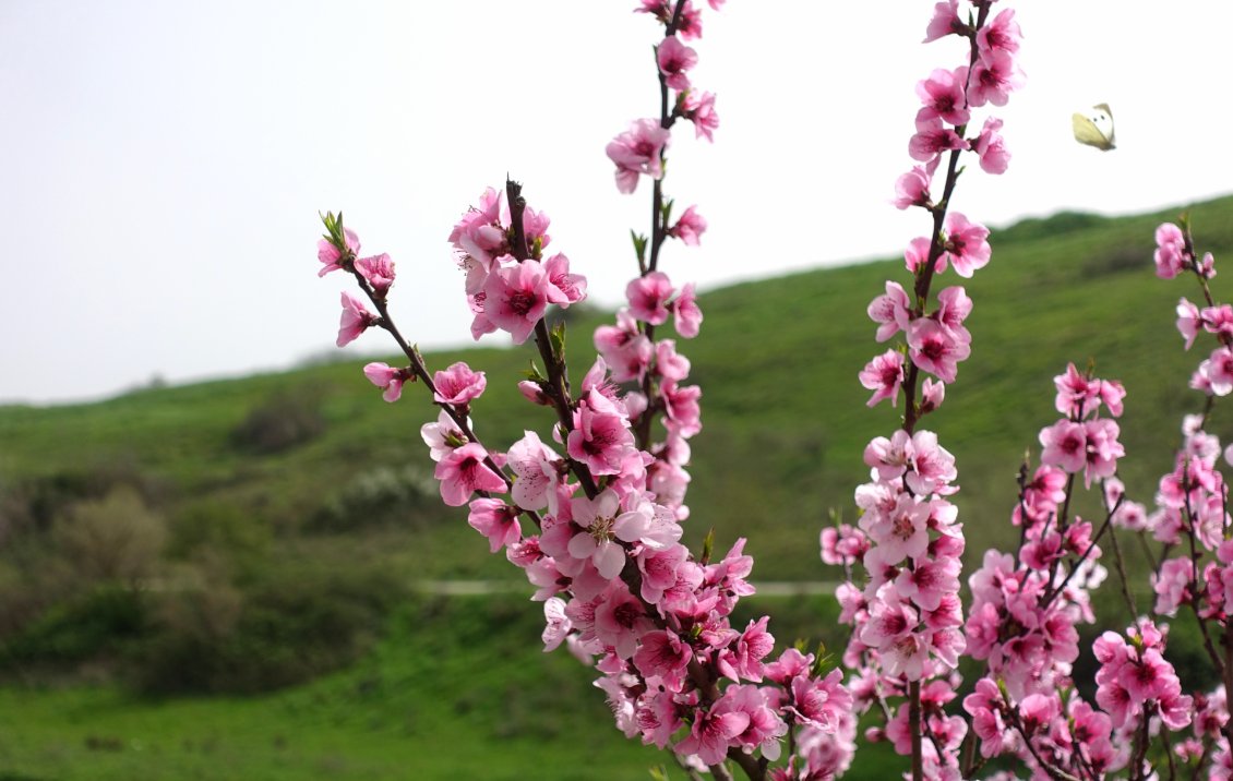 C'est sûr : le printemps s'installe. C'est sûr : je ne veux pas manquer ce spectacle quotidien ! Il se fait temps de quitter Istanbul.