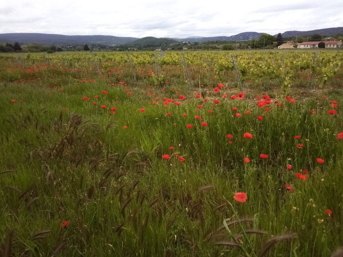 Un vignoble empli de coquelicots. Ça régale les pupilles et ça fait doublement plaisir car ça doit être du bio.