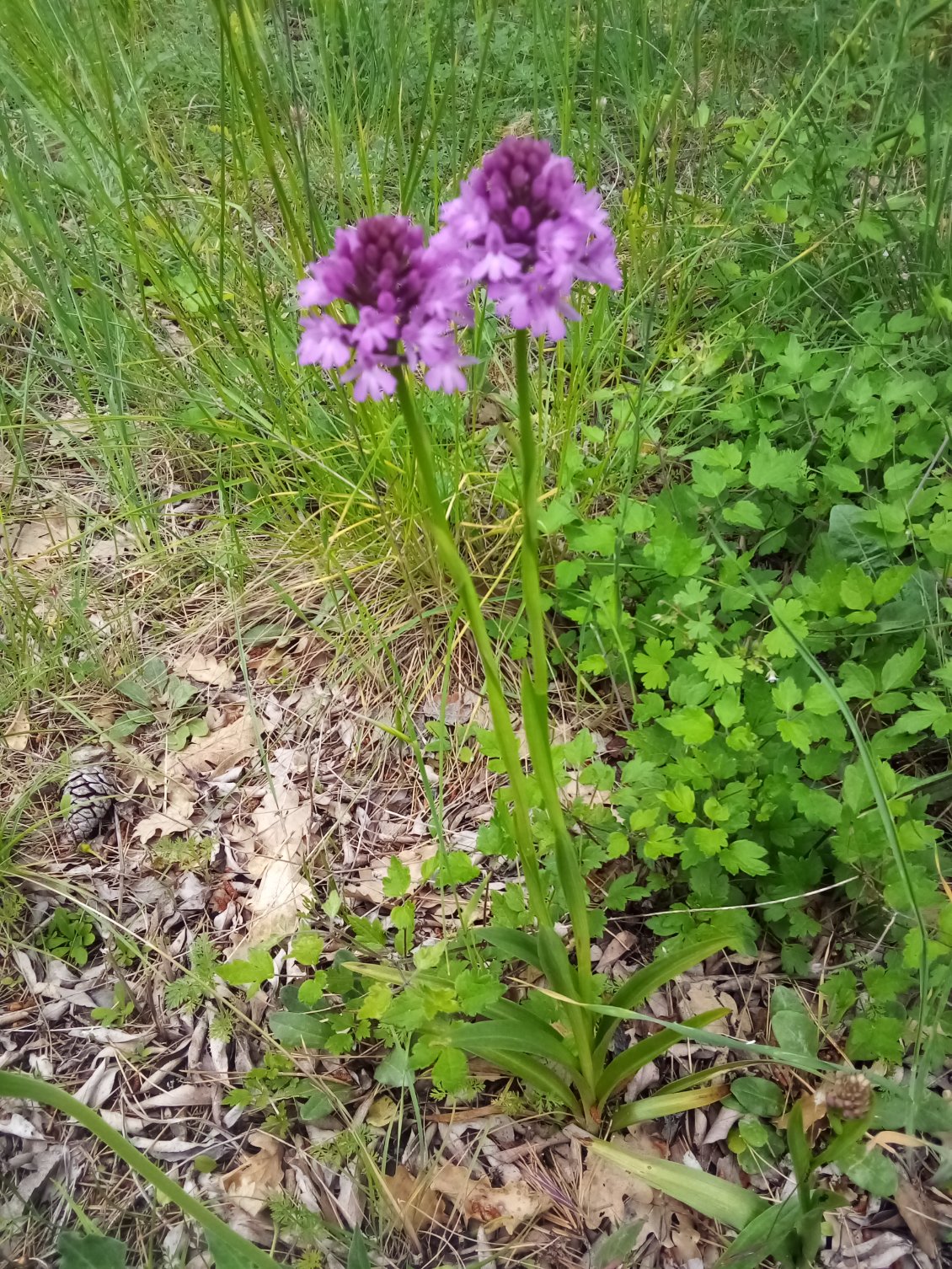 Orchis pyramidal. (Pas très net, désolé.)