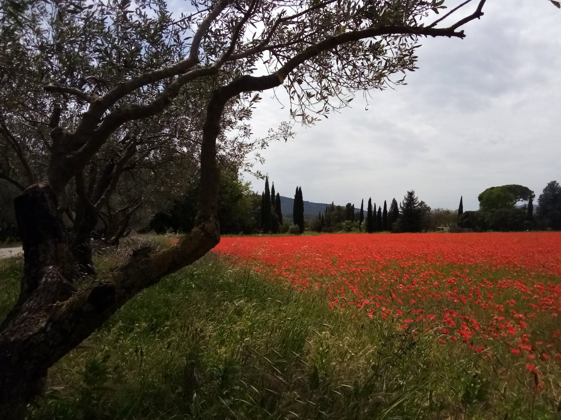 Coquelicots & oliviers.