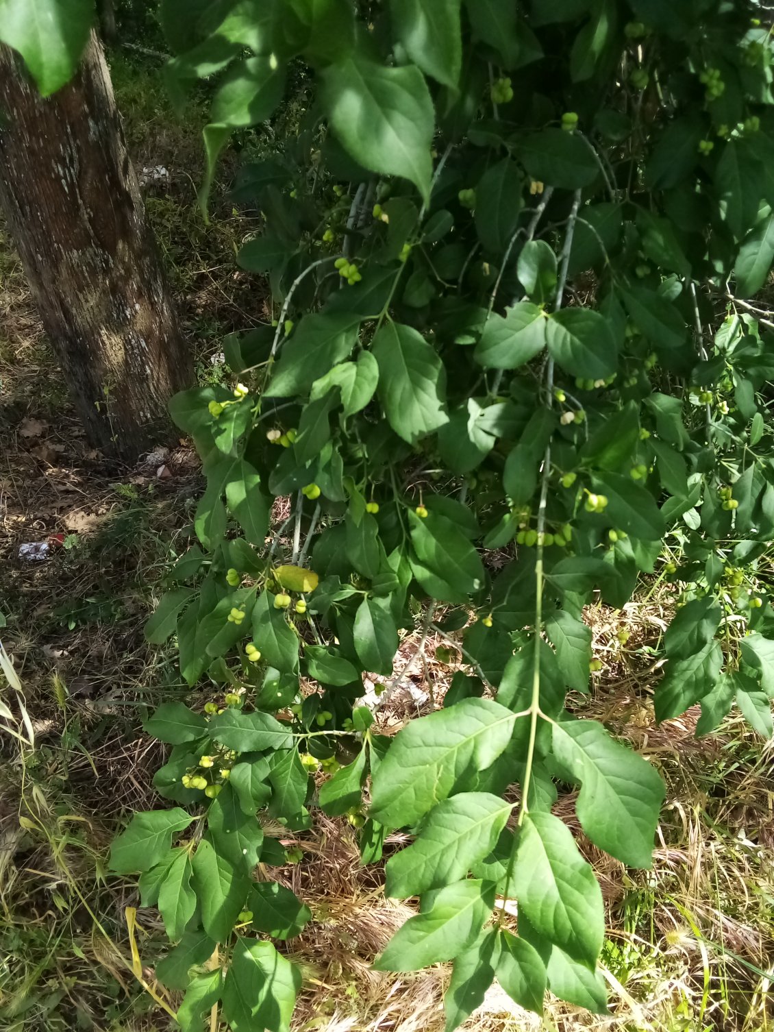 Du fusain. A maturité ses fruits qui deviennent roses lui valent aussi le nom de bonnet d'évêque. Par leur couleur et leur forme.
