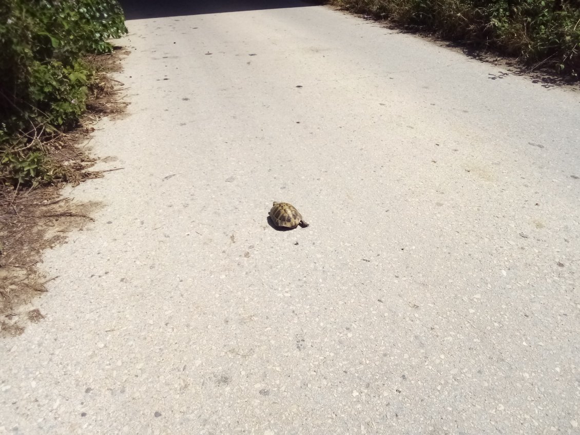 Encore une ! Je lui ai fait peur, elle fait demi-tour et de réfugie dans la végétation. C'est bien, bravo !