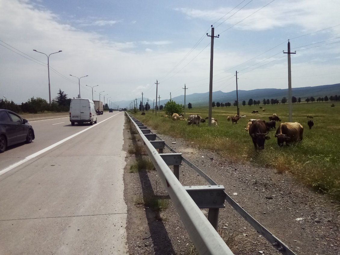A nouveau sur la piste cyclable.
Heureusement que nos amis ruminants ont ici une barrière.
