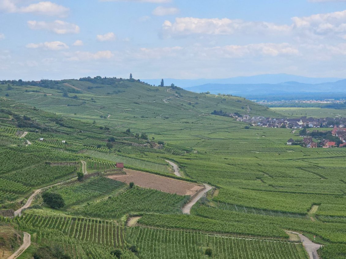 V14/6/24: Ribeauvillé/Bœrsch