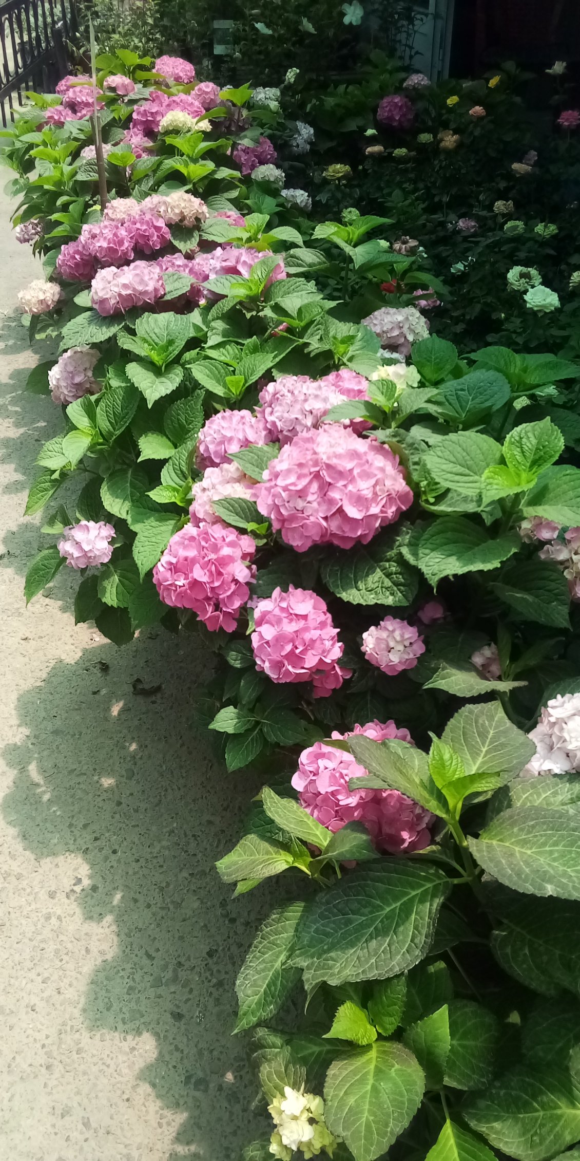 Et bien non, la Bretagne ne possède pas le monopole de l'hortensia. Ma fierté bretonne en prend un sacré coup.
