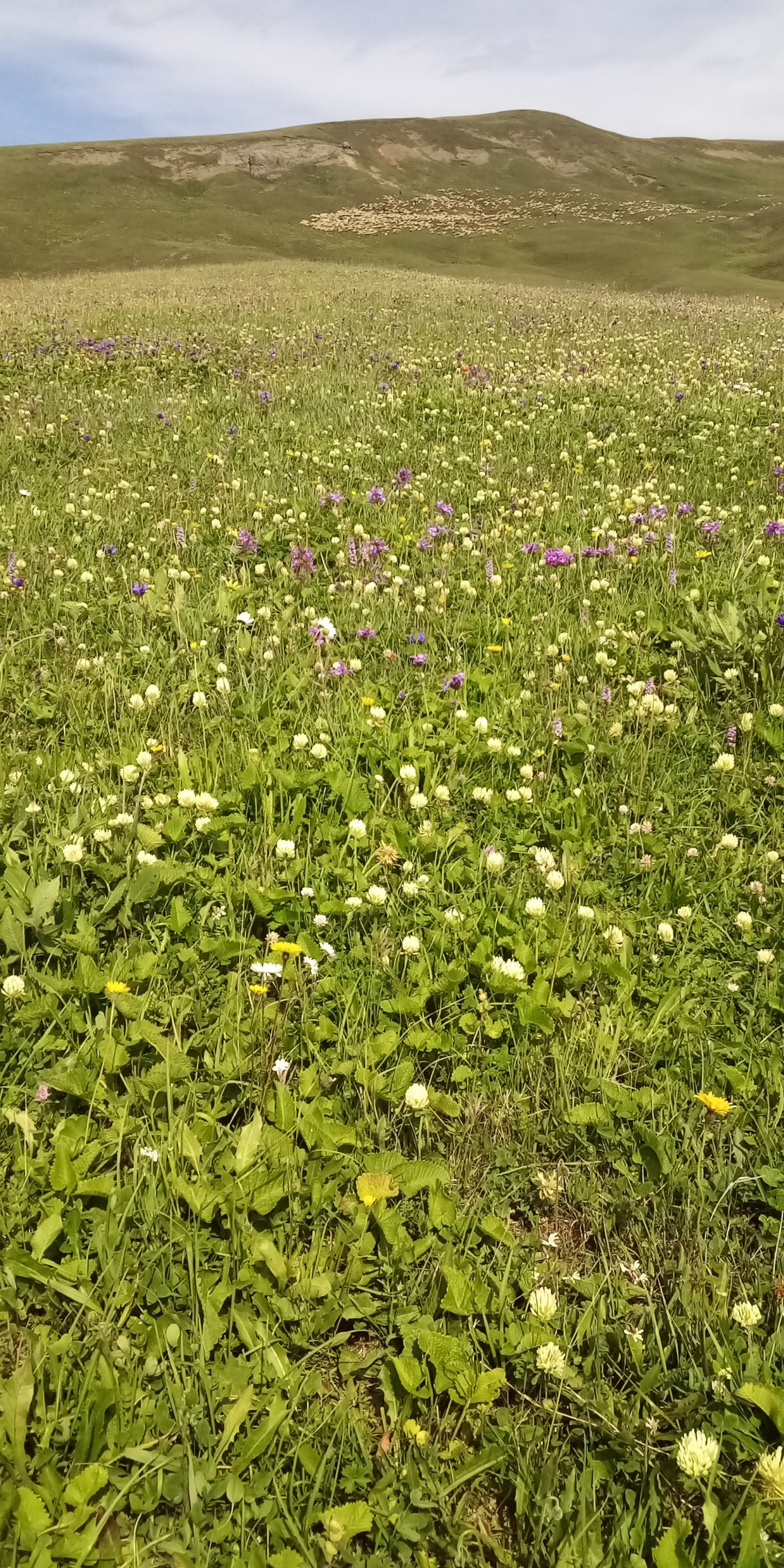 Je suis passé. Le GPS me dit que je suis dans la bonne direction, alors je décide de le croire. Je suis sensé être sur un chemin... J'avance.
Beau troupeau au fond. Les bergers ont dû trouver drôle de voir arriver un cycliste !