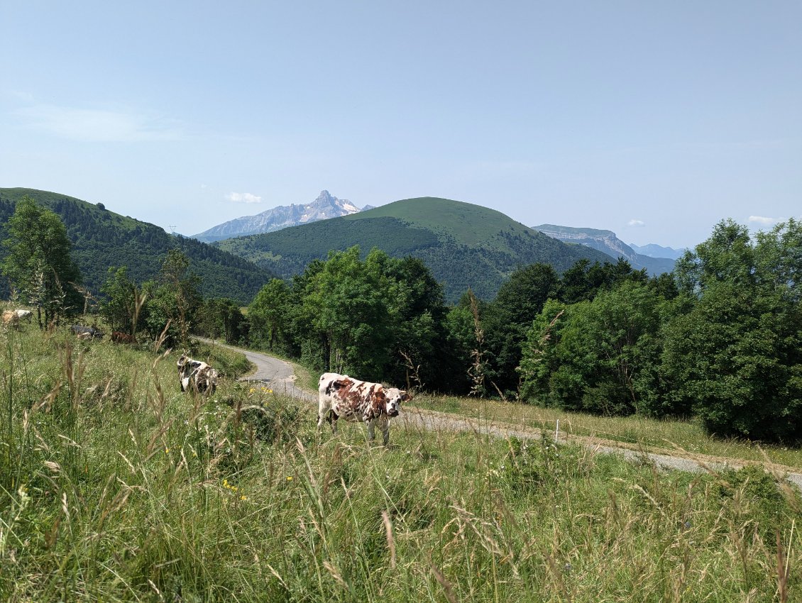 Ah, l'Obiou, et ces vaches qui me donnent terriblement envie de fromage!