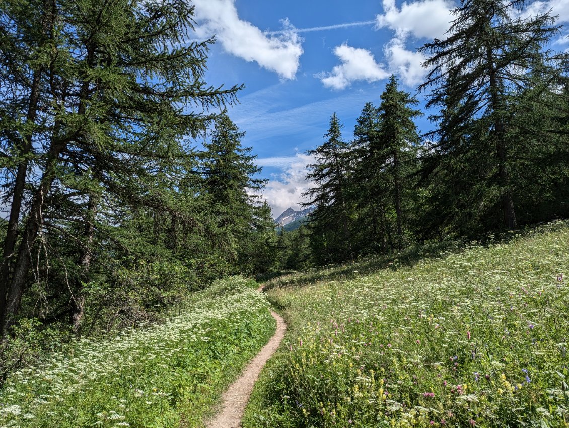 Au milieu des mélèzes, juste avant de rejoindre l'ami Anthony