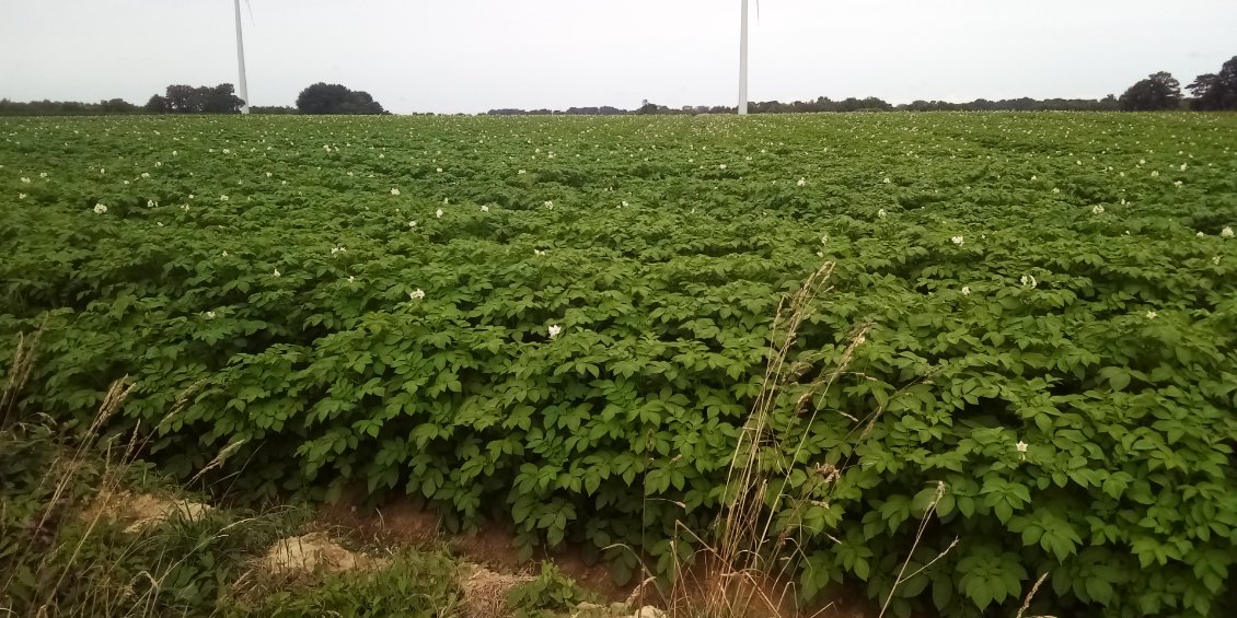 Je suis bien arrivé au pays des mangeurs de patates. Dont je fais partie. Les plants sont en fleurs.