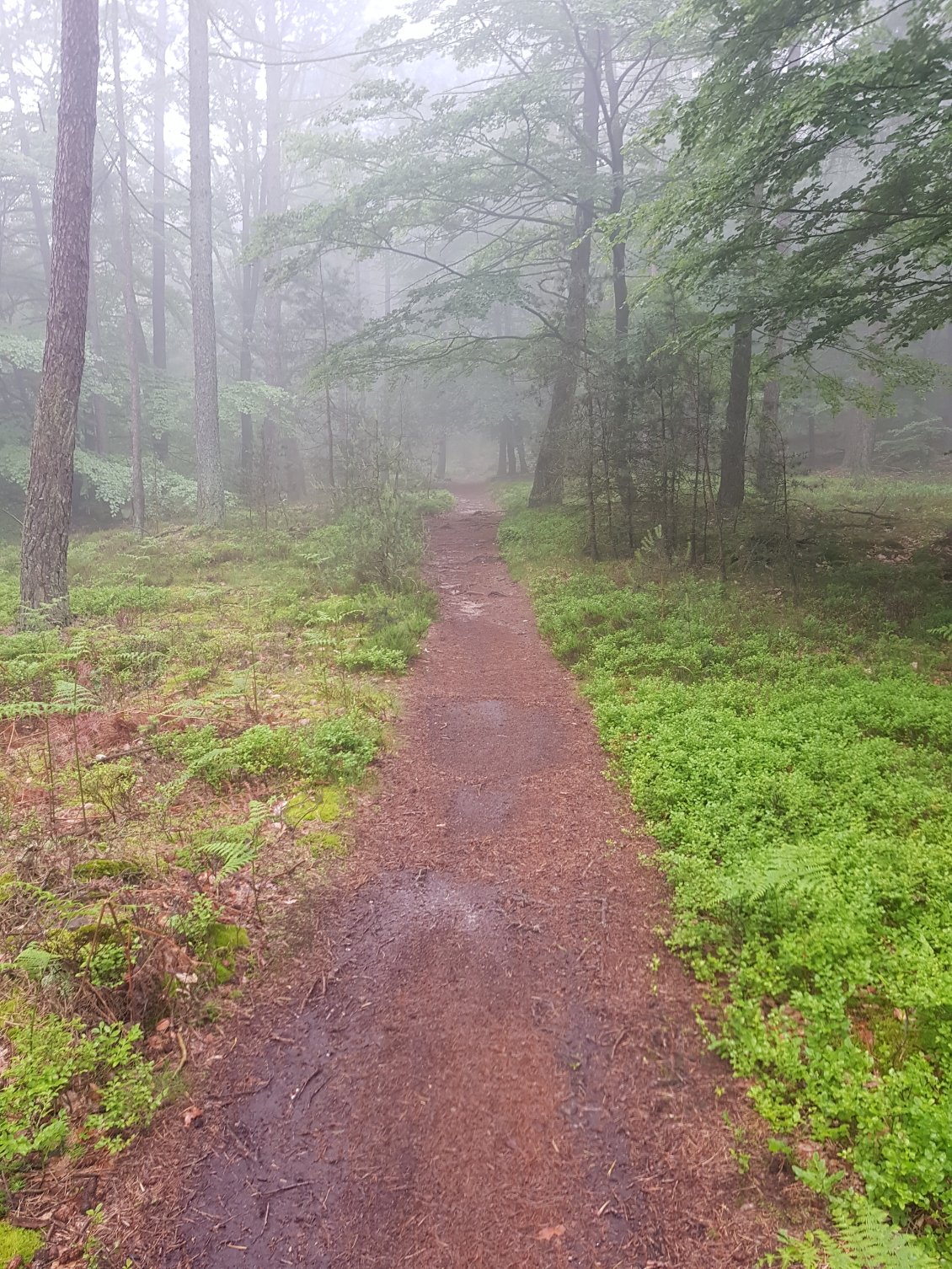 Deux malandrins au bout du chemin !