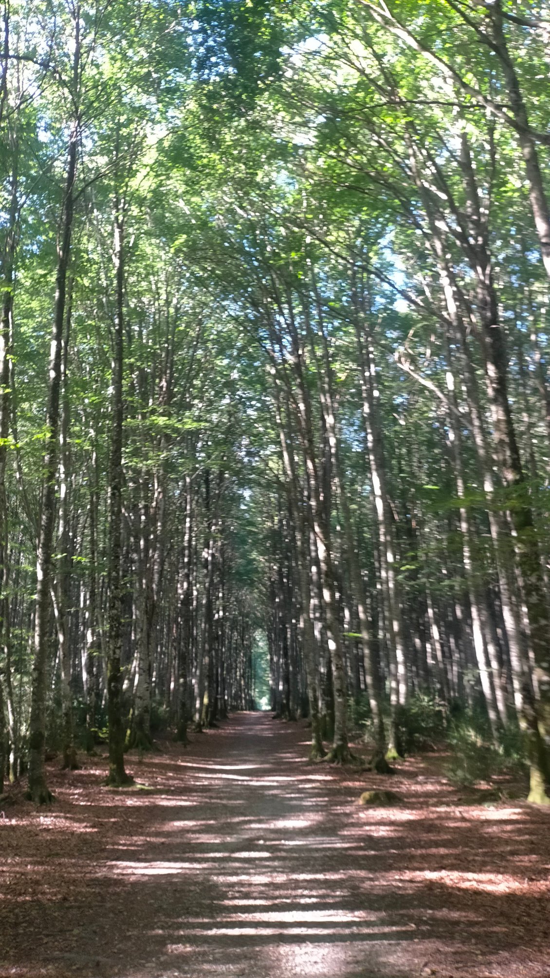 début d'étape en forêt