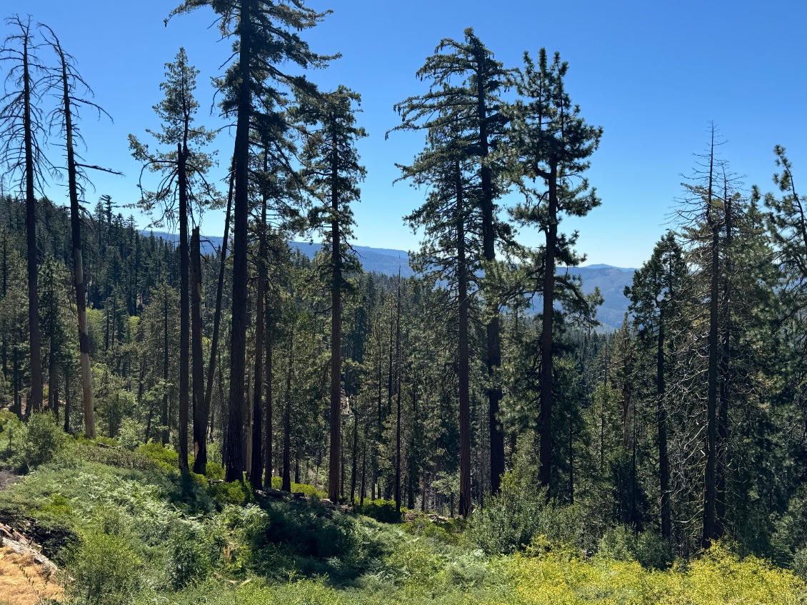 Forêt de séquoias