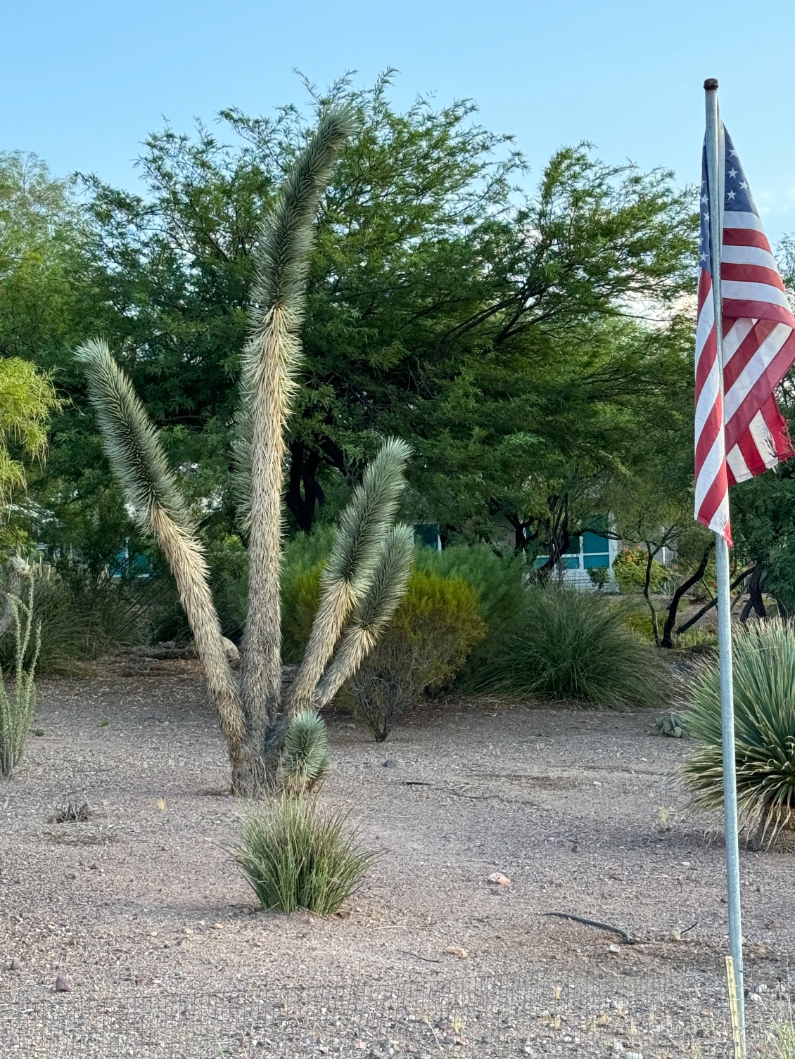 Cactus que l’on ne trouve pas chez nous