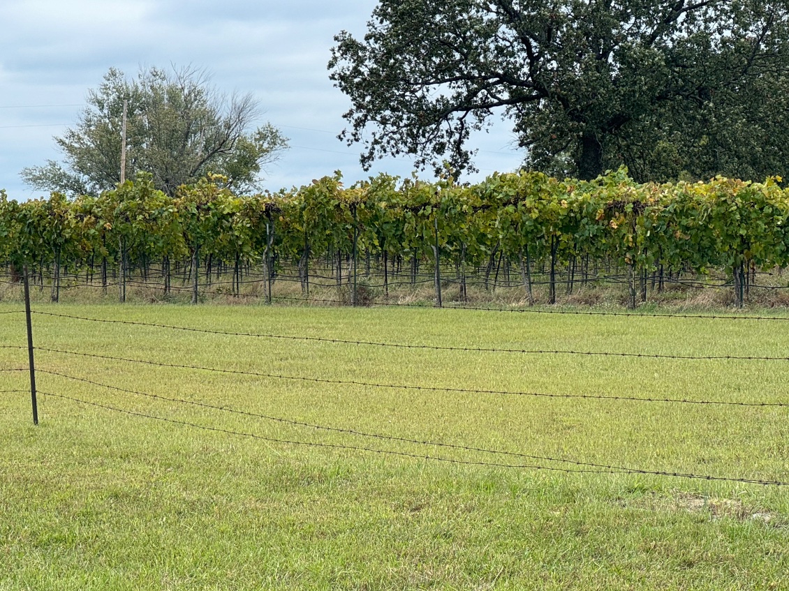 Des vignes les premières que je vois