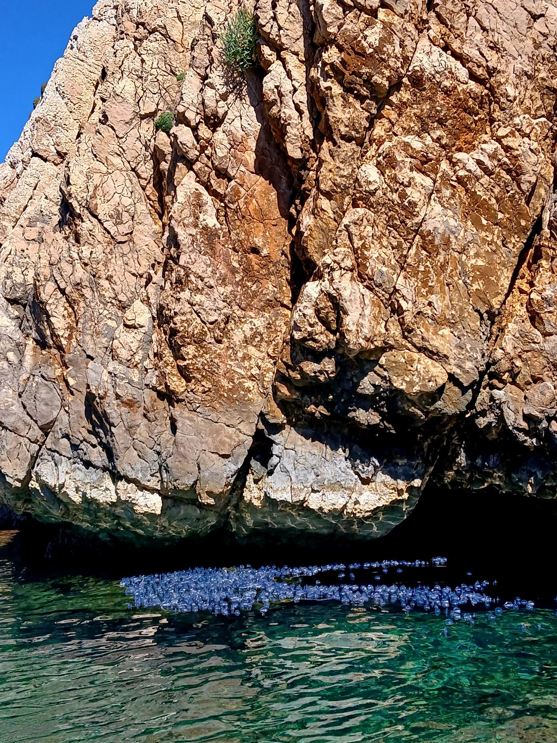 Vélelles (Velella velella)