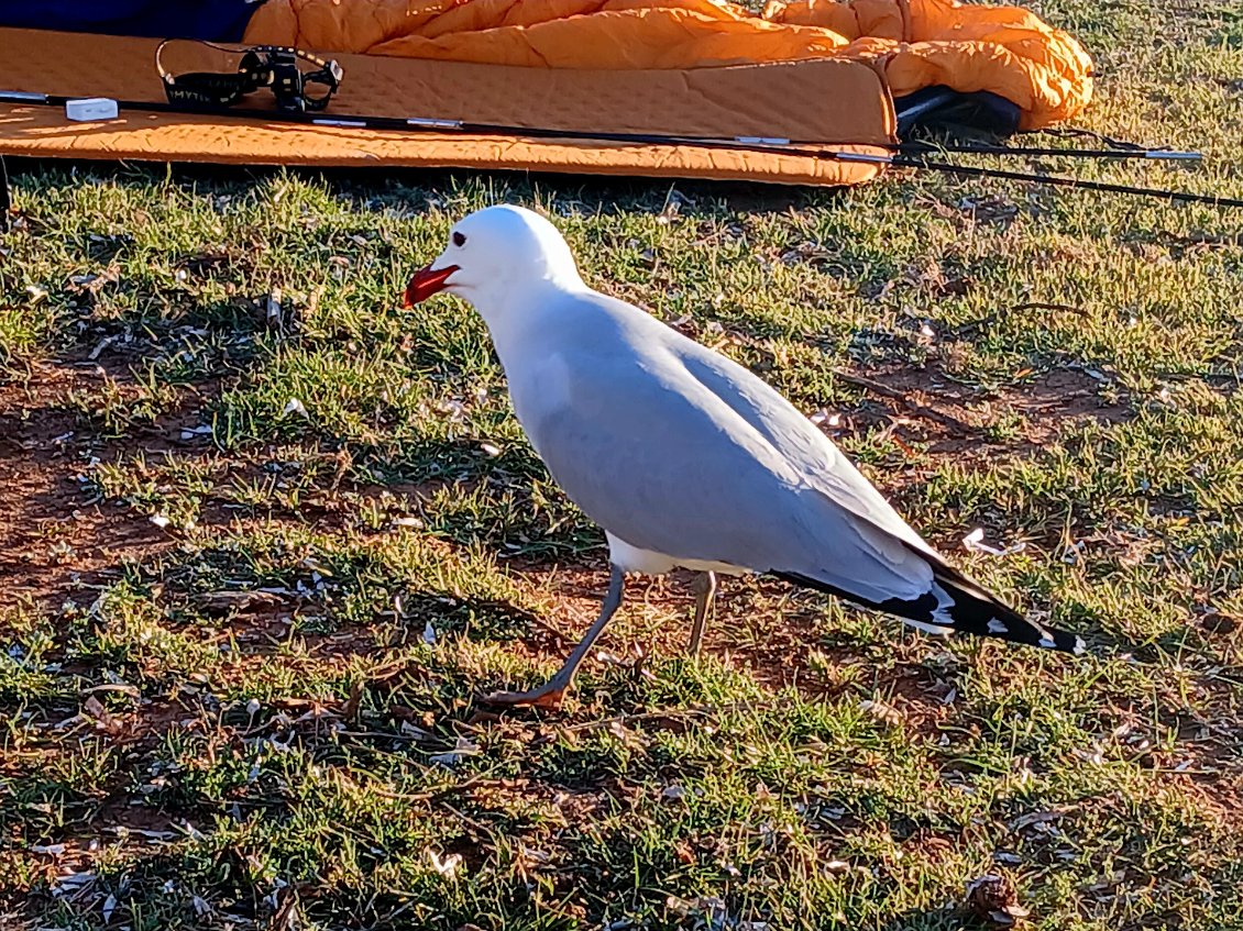 Un goéland d'Audouin ( Ichthyaetus audouinii ) très curieux !