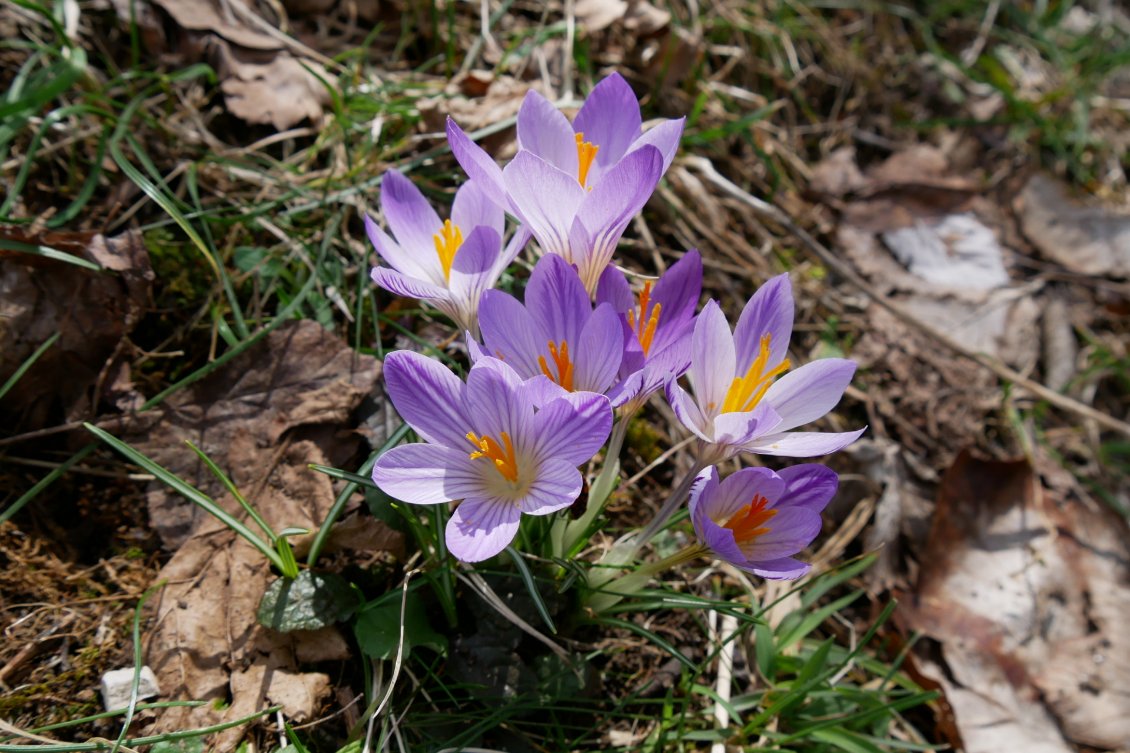 C'est bien le printemps !