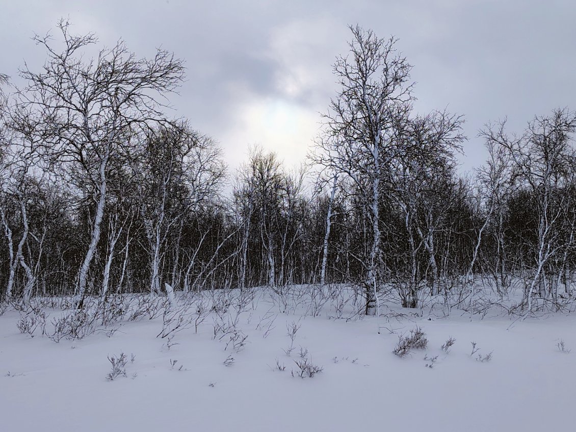 J10. La tempête de neige a blanchi les arbres.