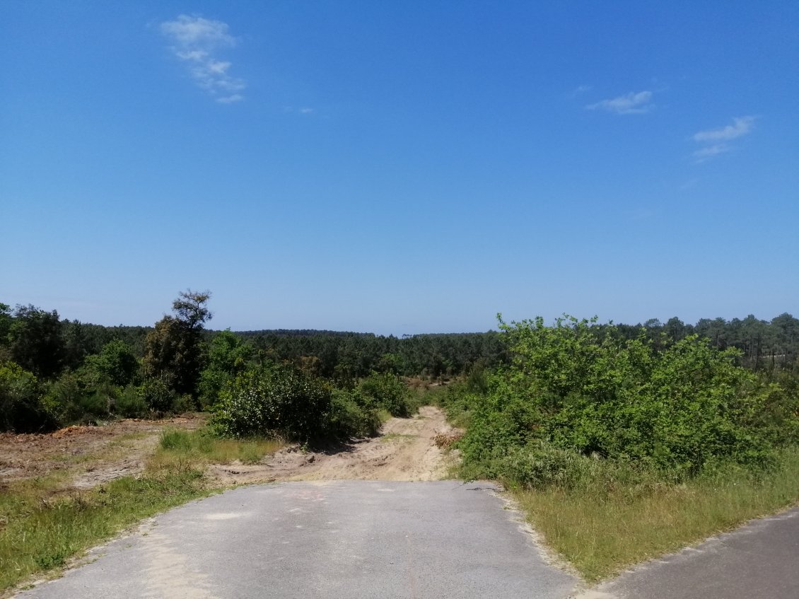 Quelque part dans la forêt des Landes de Gascogne
