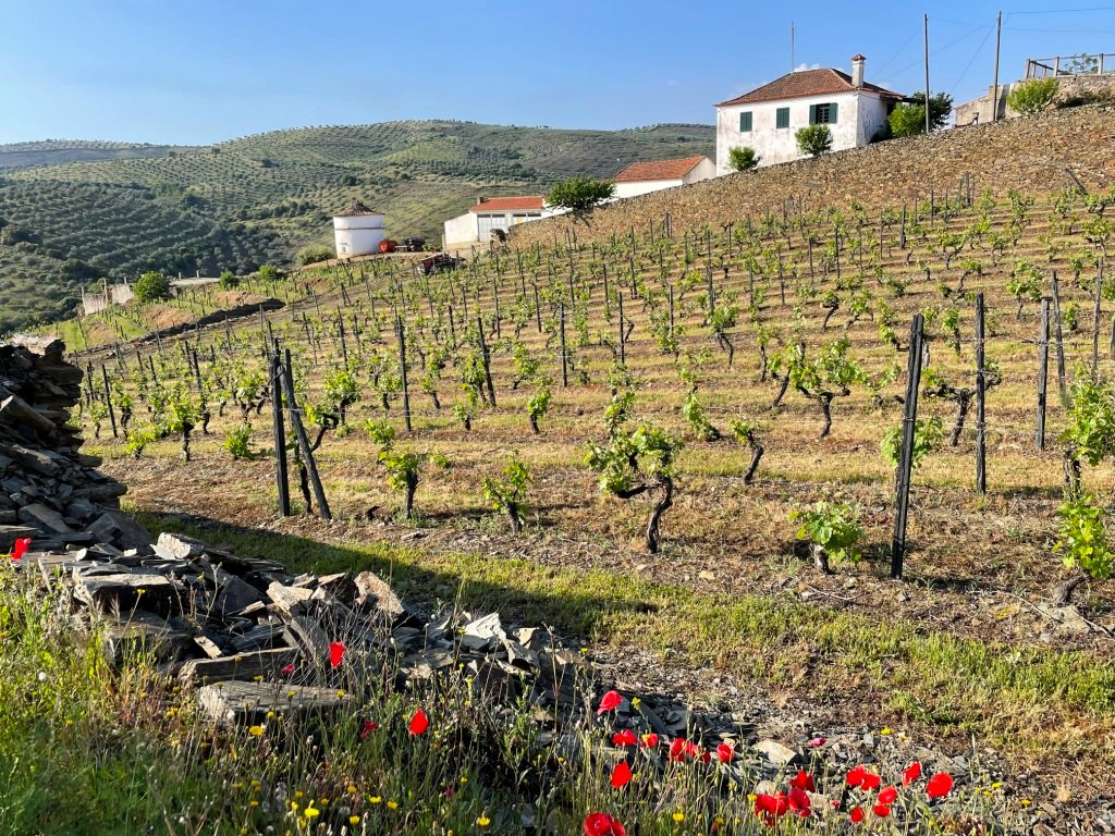Une Quinta (propriété viticole)