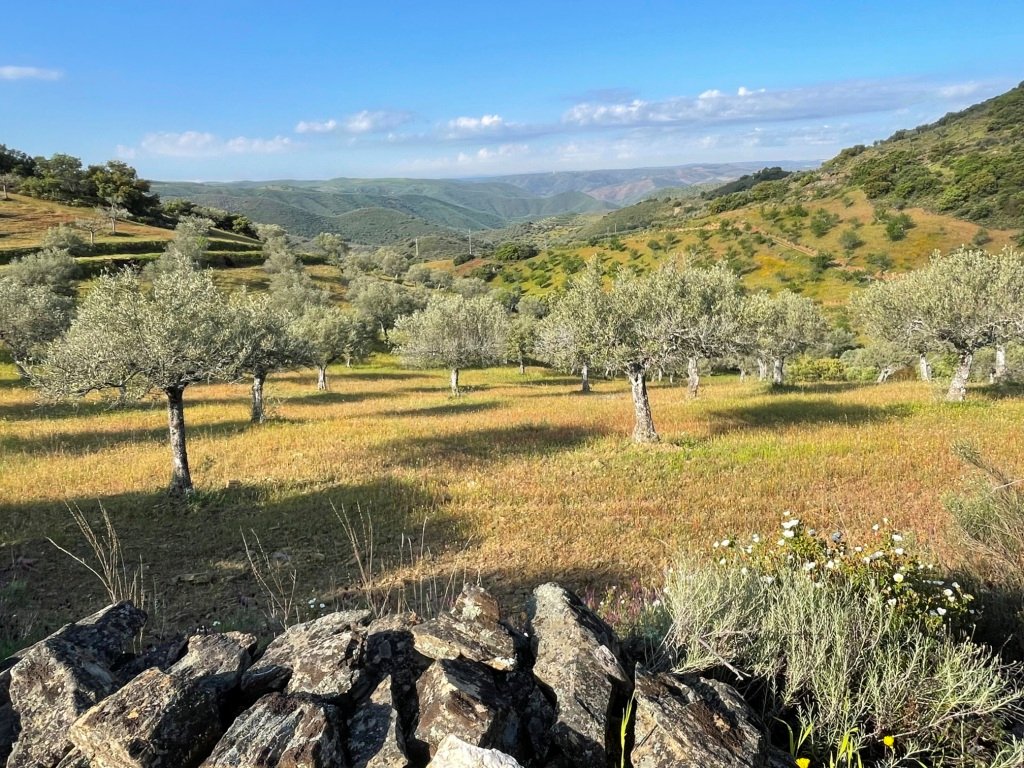 Champs d'oliviers avant Castelo Melhor