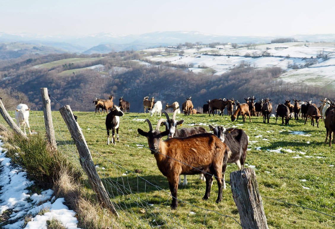 L'Aubrac à l'horizon.