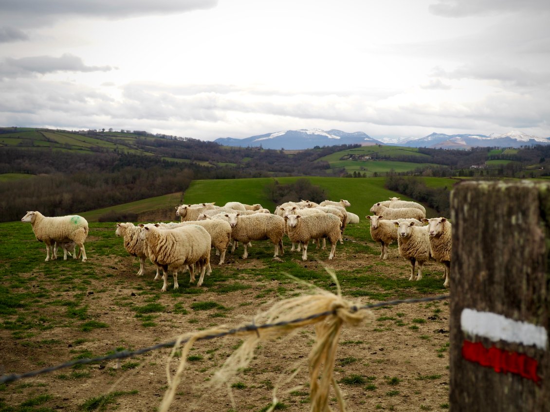 Les Pyrénées surgissent enfin.