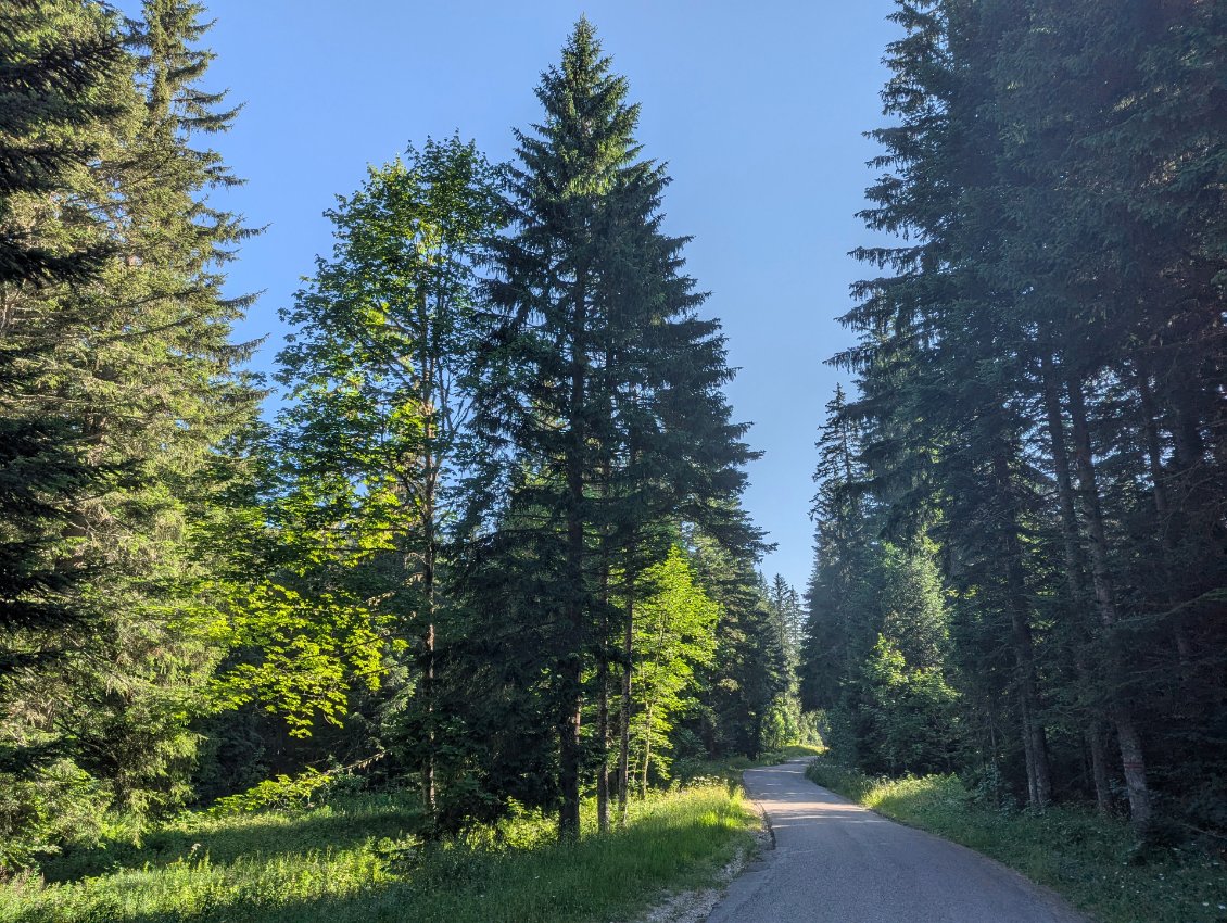 Ambiance matinale et forestière dans le descente d'Herbouilly