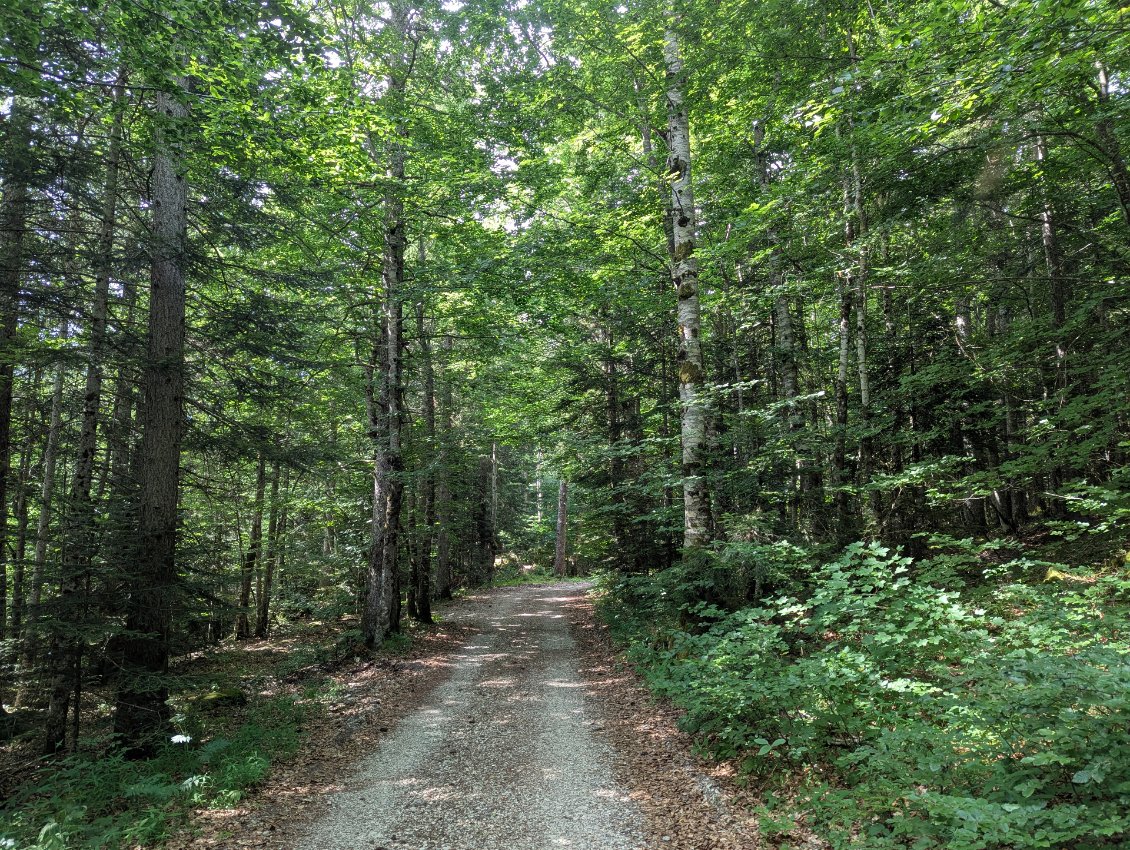 Ambiance forestière, encore et toujours