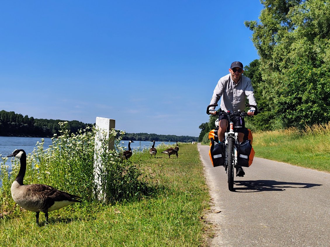 J6. Les oies ne sont pas vraiment apeurées par le passage des vélos. J'ai voyagé dans d'autres pays où elles auraient été mangées depuis longtemps 🙂