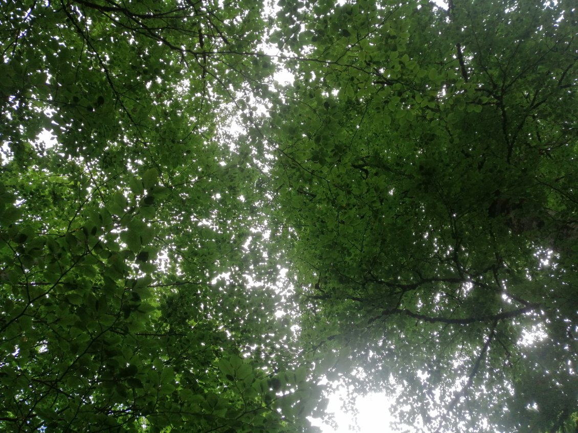 Sous les hêtres