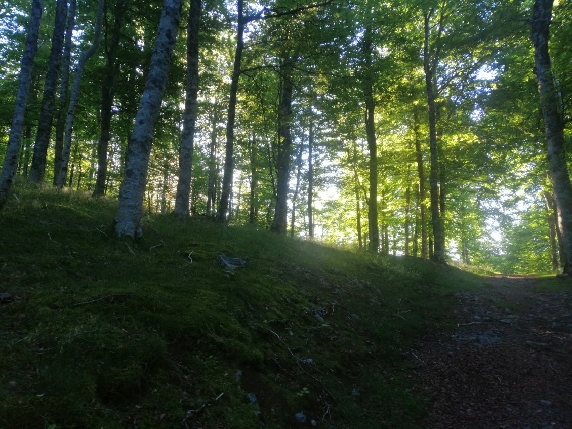 La forêt d'Iraty