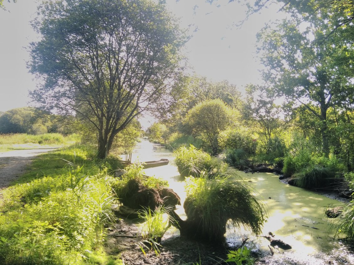Canal dans la Brière