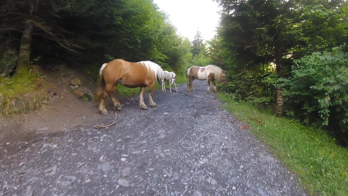 Tous les jours des chevaux